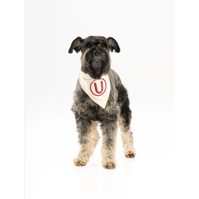 Bandana Oficial Colección 2026 Universitario Talla M