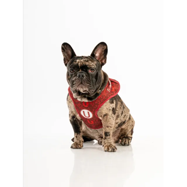 Pechera Universitario Talla S