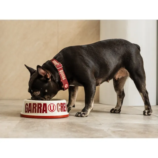 Collar Universitario Talla S
