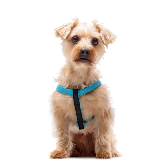 Gotoo! Arnés Reflectante Premium Azul Talla S