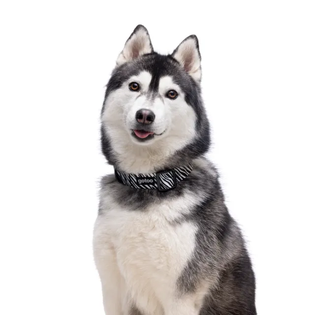 Gotoo! Collar Funny Fashhion Cebra Negro Talla M