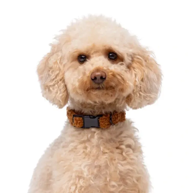 Gotoo! Collar Funny Fashhion Teddy Marrón Talla M