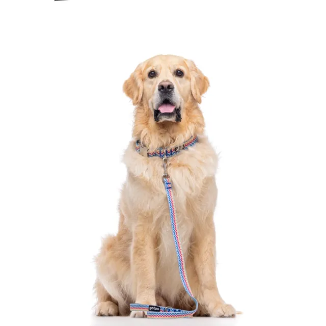 Correa Con Estampado Zig-Zag Para Perros Talla M