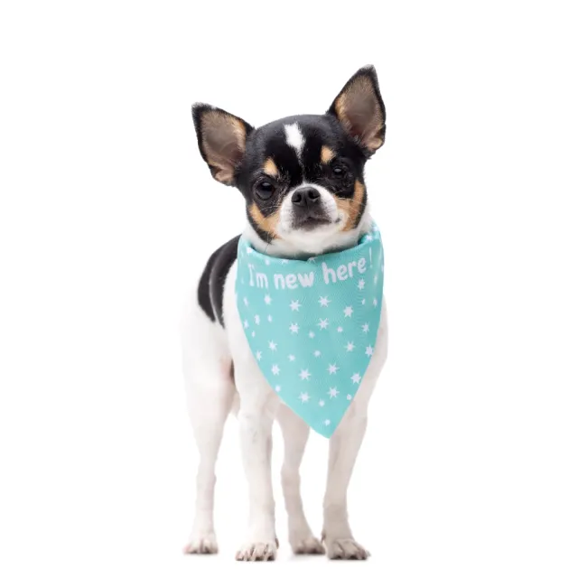 Gotoo! Bandana Para Perros Estrellas Verde Menta