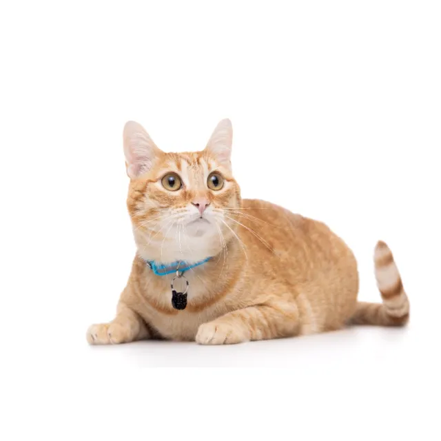 Gotoo! Collar Premium Reflectante Para Gato Azul 1*20-30Cm