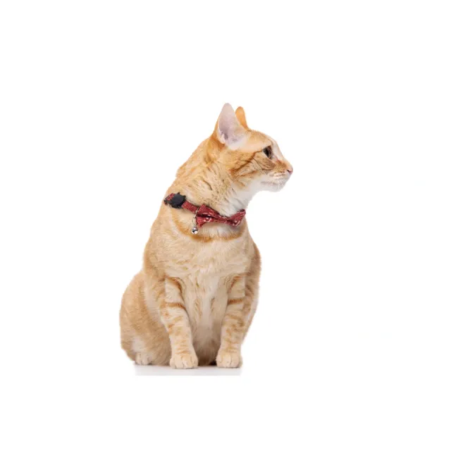 Gotoo! Collar Trendy Rojo Para Gato 1*21-30Cm