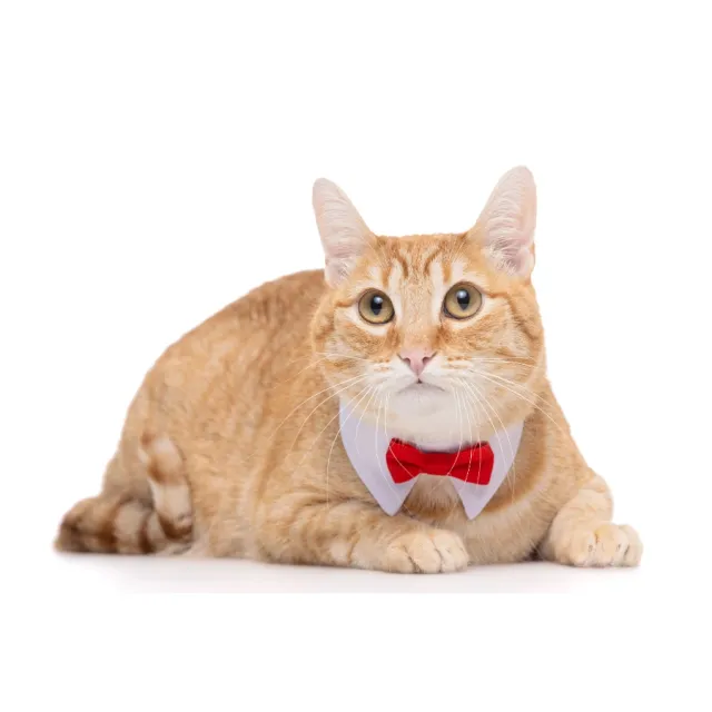 Gotoo! Corbata Michi Para Gato Roja