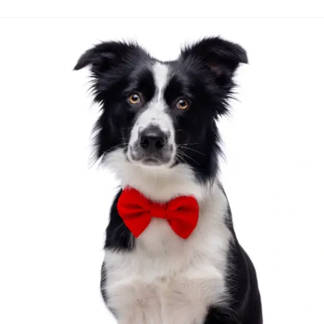 Gotoo! Corbata Michi Para Perro Roja