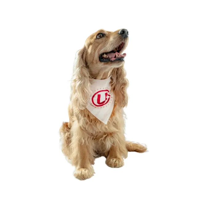 Bandana Oficial Universitario Colección 2025 Talla XL