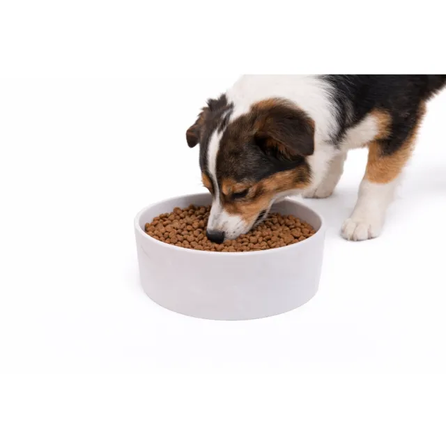 Tazón Cerámico Para Mascota Leeby Talla M
