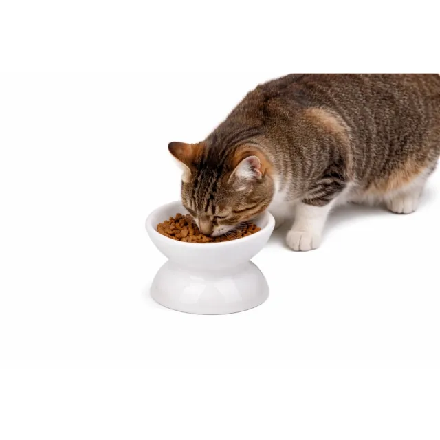 Tazón Elevado Cerámico Para Gato Leeby 120 Ml